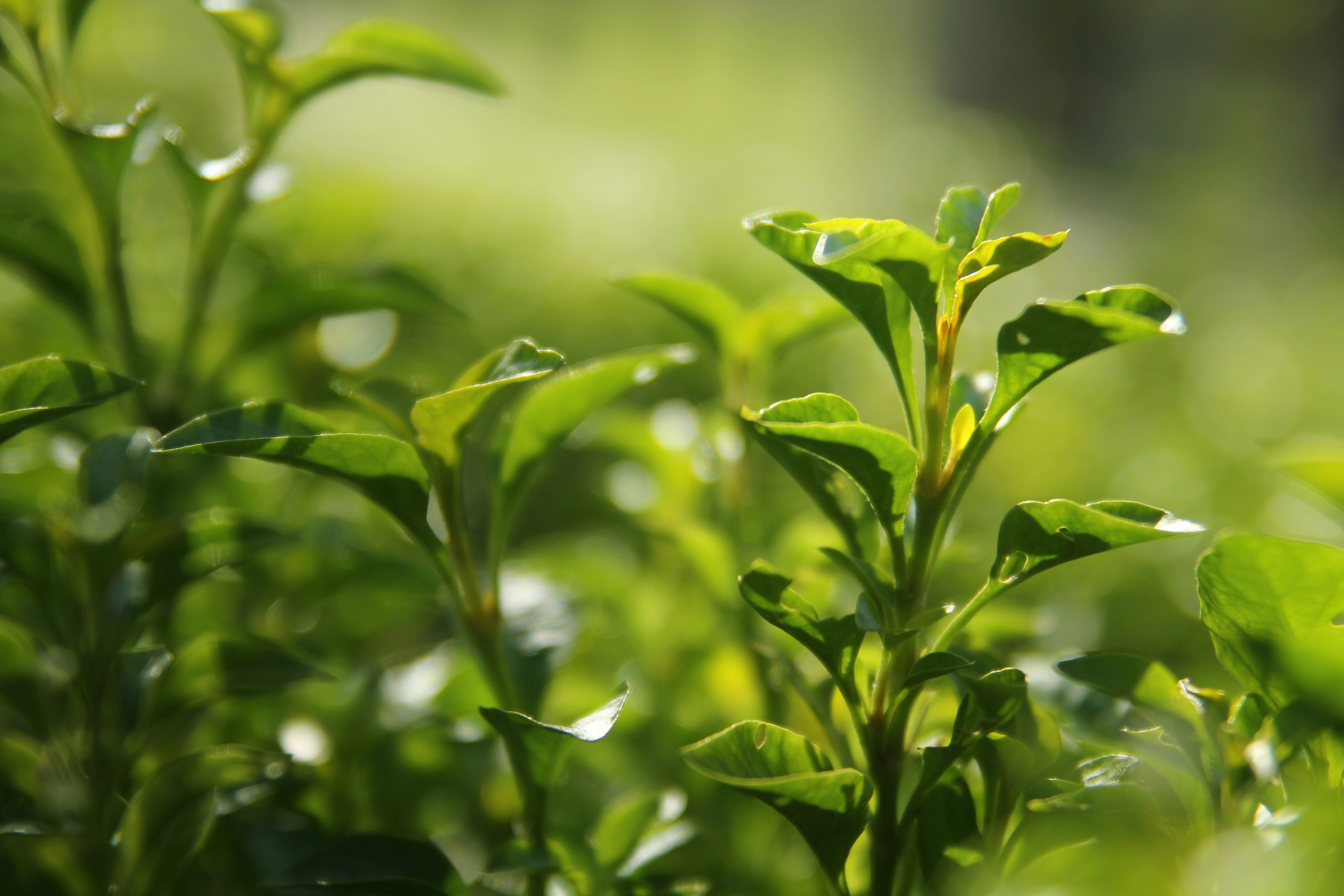 Fresh tea leaves growing in a shaded tea garden